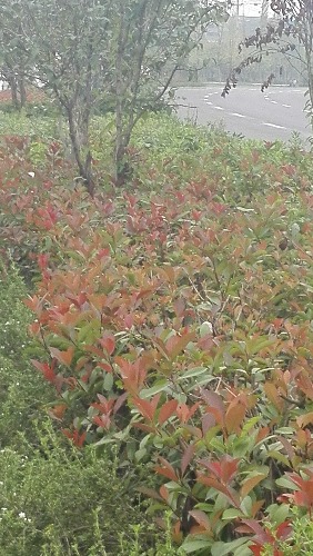 IMG_20170917_081617.jpg