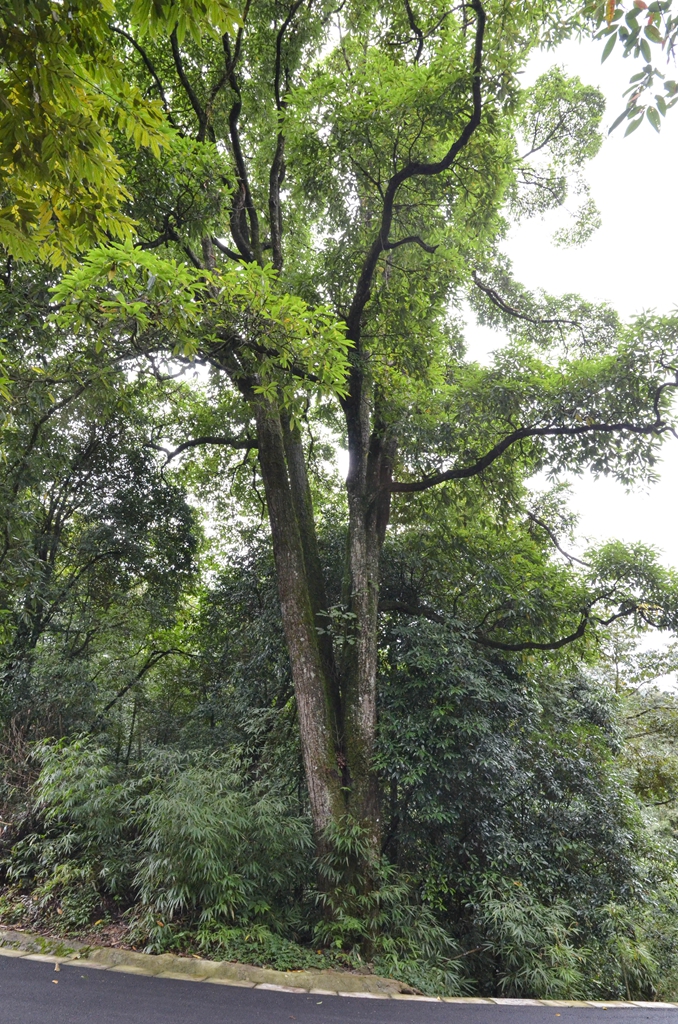 DSC_4304.jpg