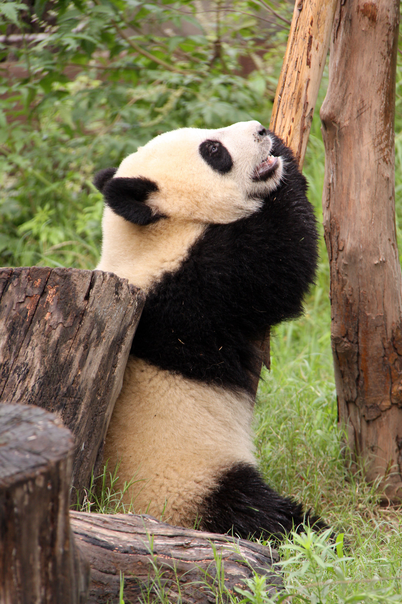 滚滚内心:我就静静看着你们拍我-熊猫论坛-麻辣社区 四川第一网络社区