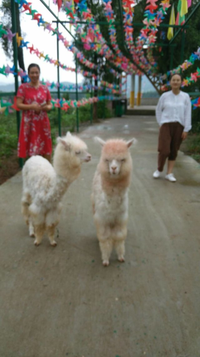 image.jpeg