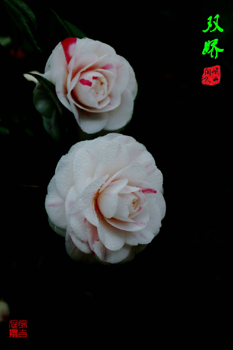 085A6195_副本.jpg
