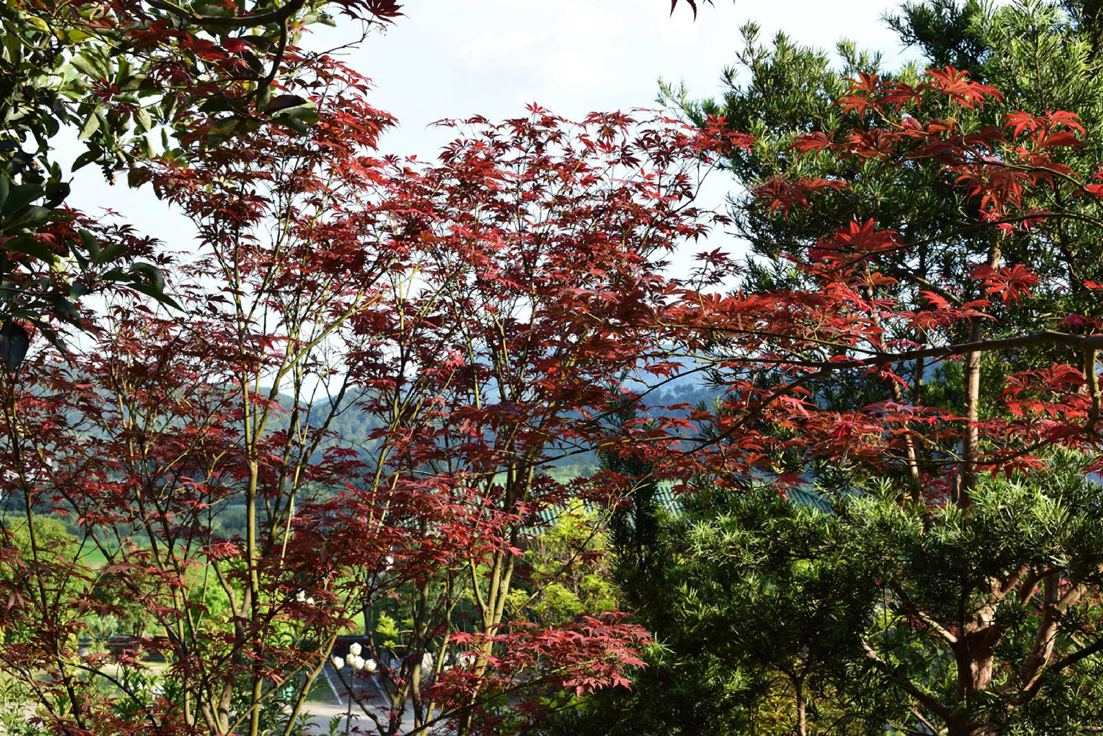 DSC_0545.JPG