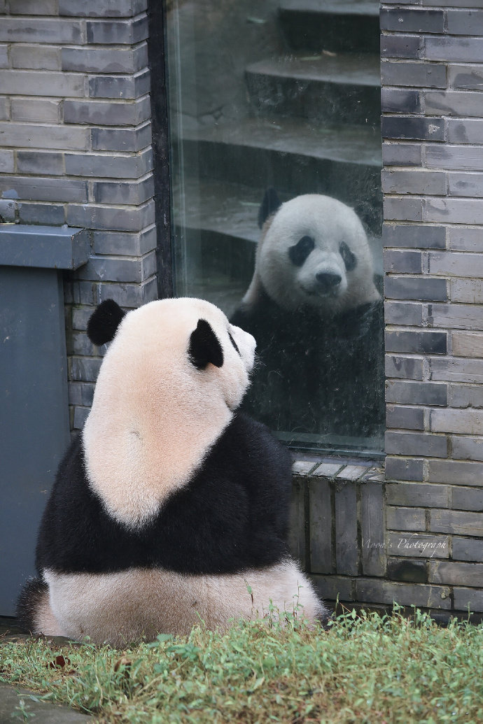 这是个爱照镜子的熊猫宝宝.
