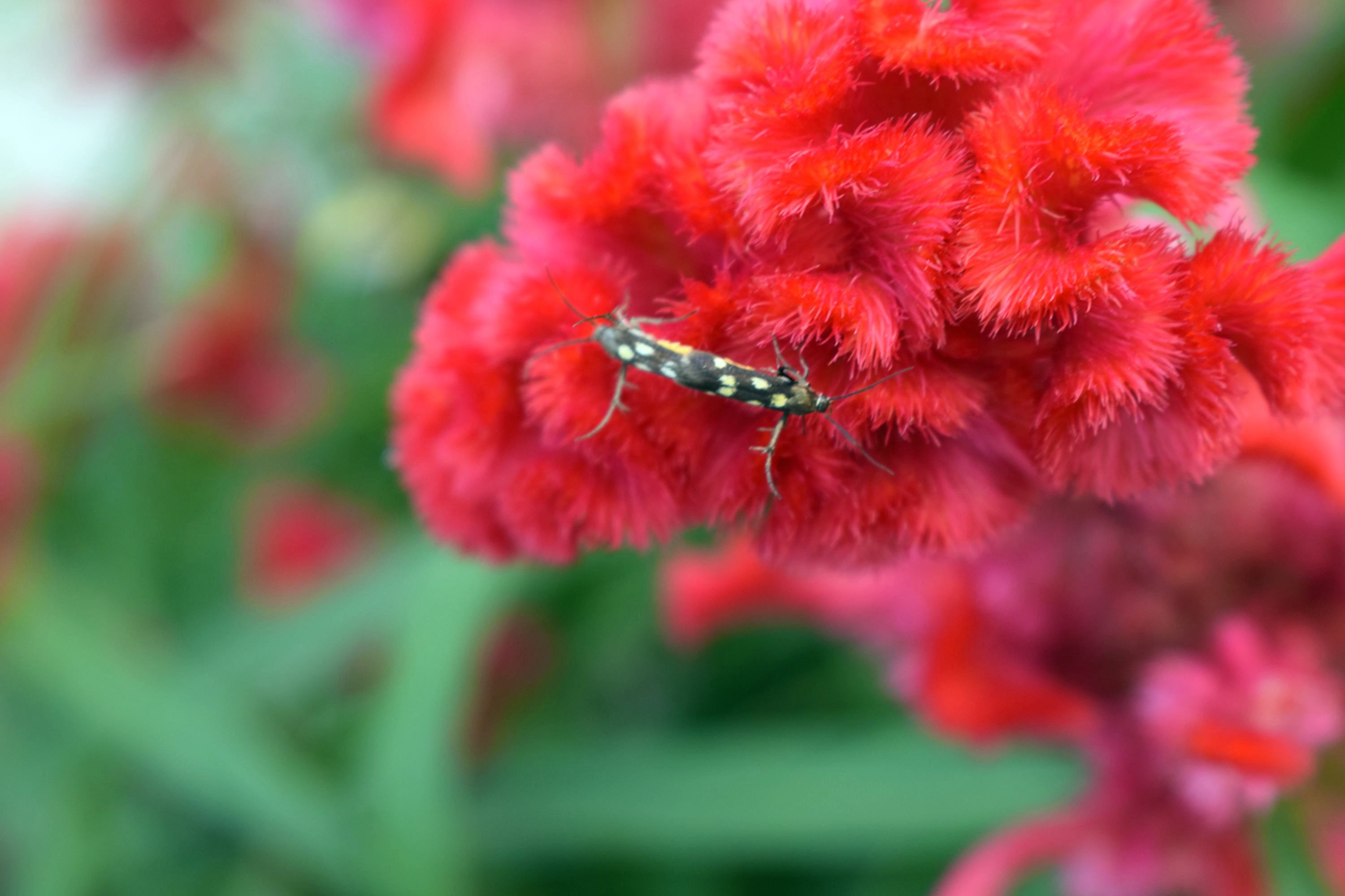 DSC_0008.JPG
