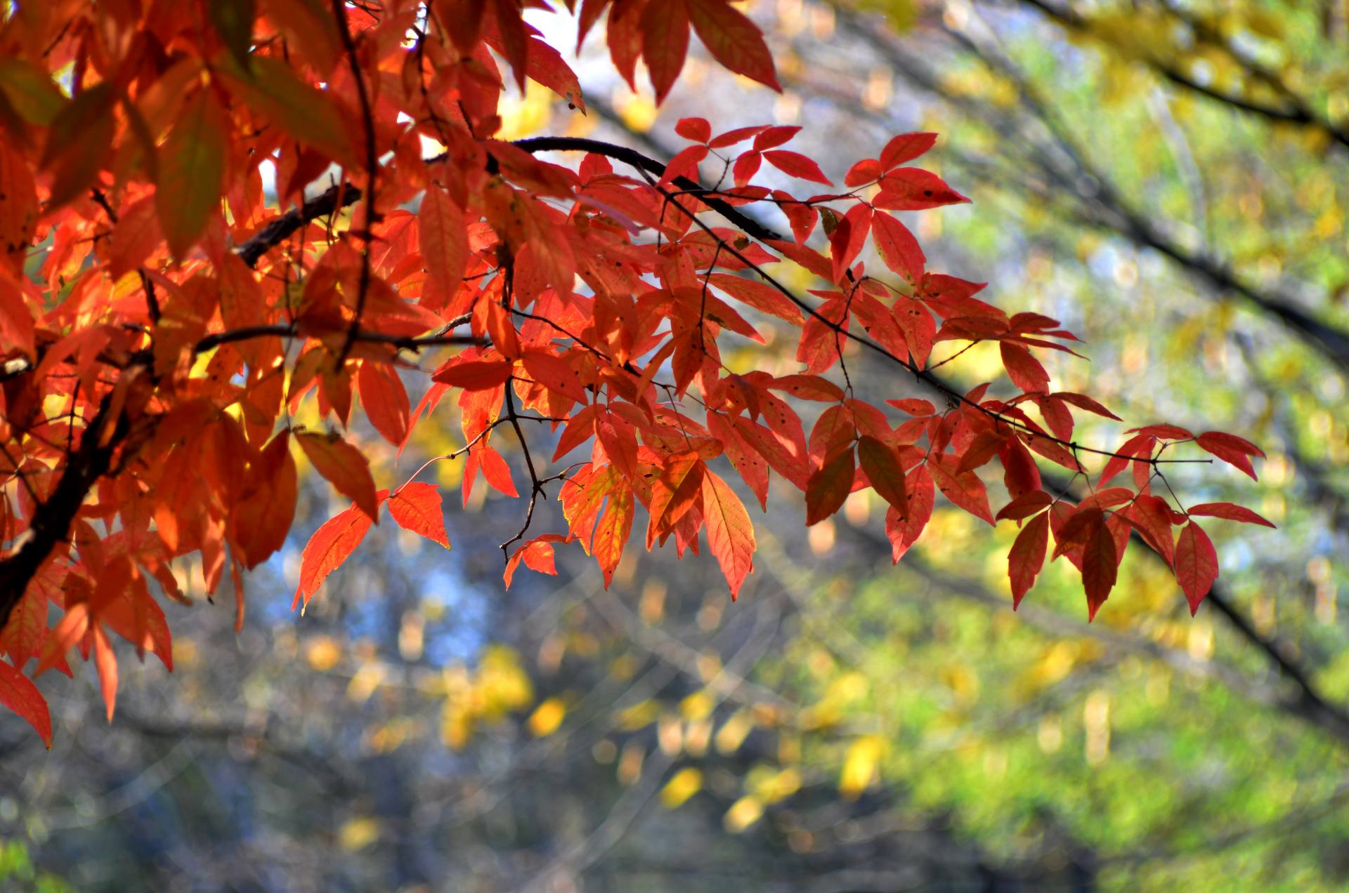 一片楓葉一世紅塵