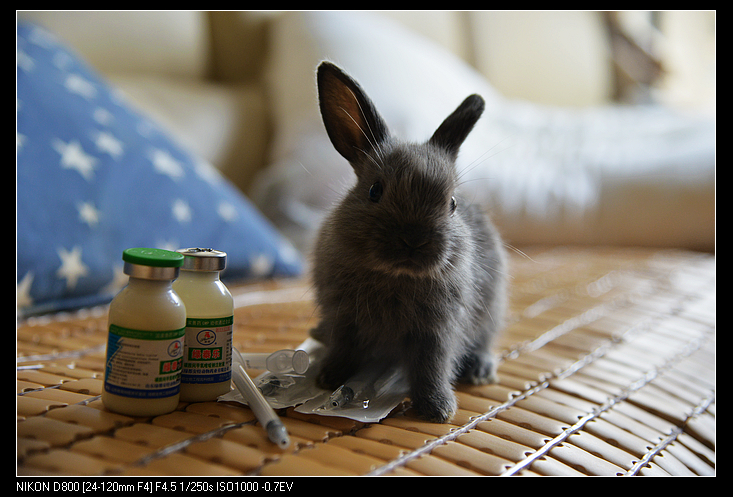 成都1-2个月超萌兔宝红包领养——寻有爱心家庭