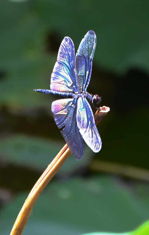 彩色翅膀的蜻蜓