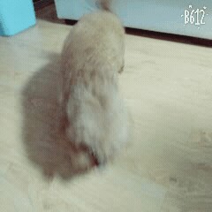 B612ߴ_20170724_194544.gif