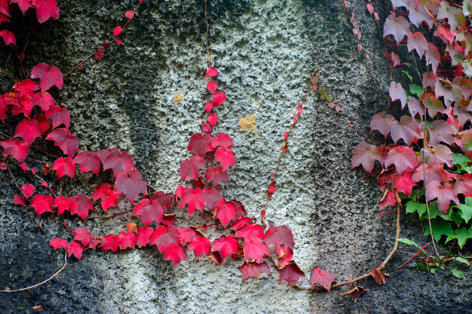DSC_2618.JPG