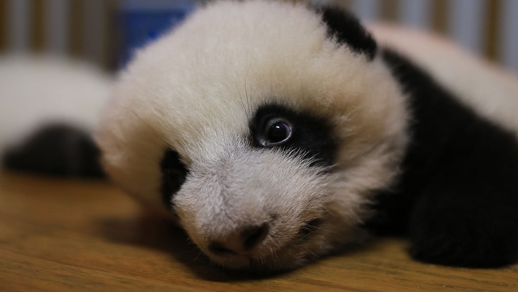 胖达熊猫宝宝萌照,血槽不满的慎点啊