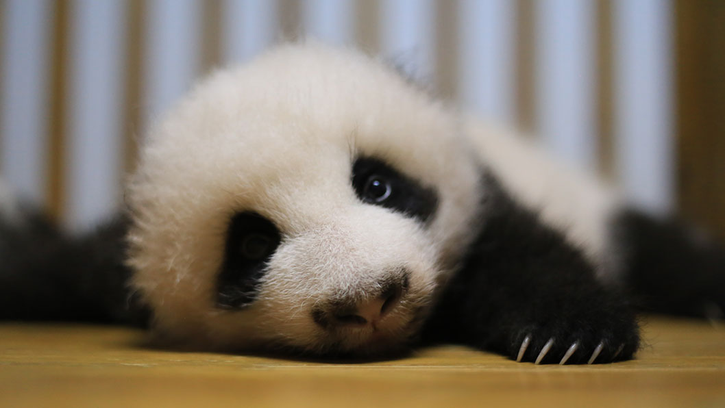 胖达熊猫宝宝萌照,血槽不满的慎点啊