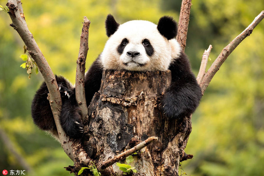 国外摄影师探访四川大熊猫保护基地镜头下滚滚萌态百出