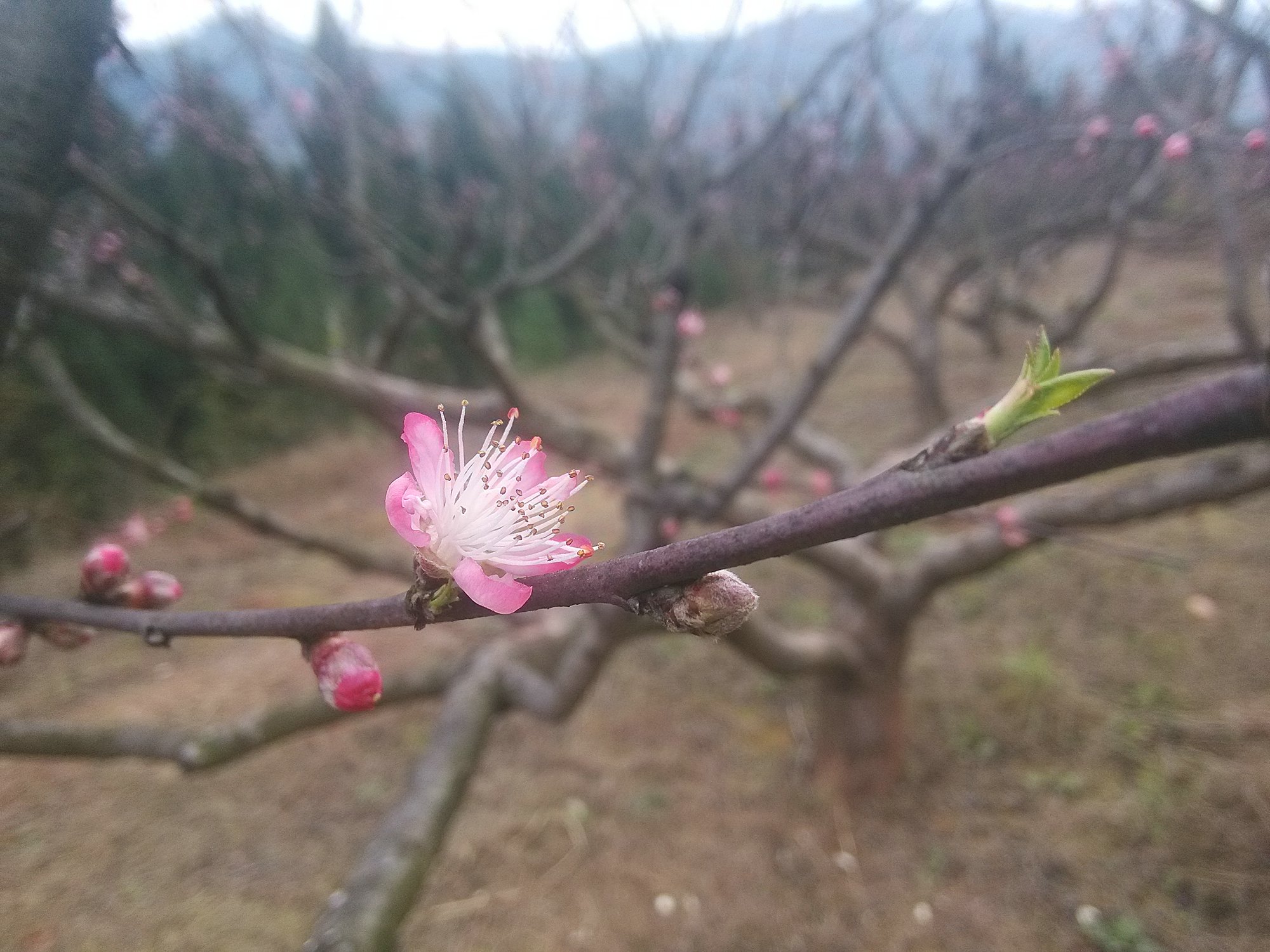 欣赏歌曲:桃花诺 邓紫棋【视频自己拍摄编辑制