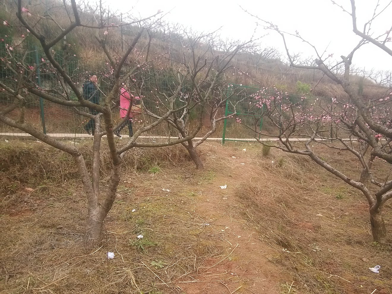 欣赏歌曲:桃花诺 邓紫棋【视频自己拍摄编辑制