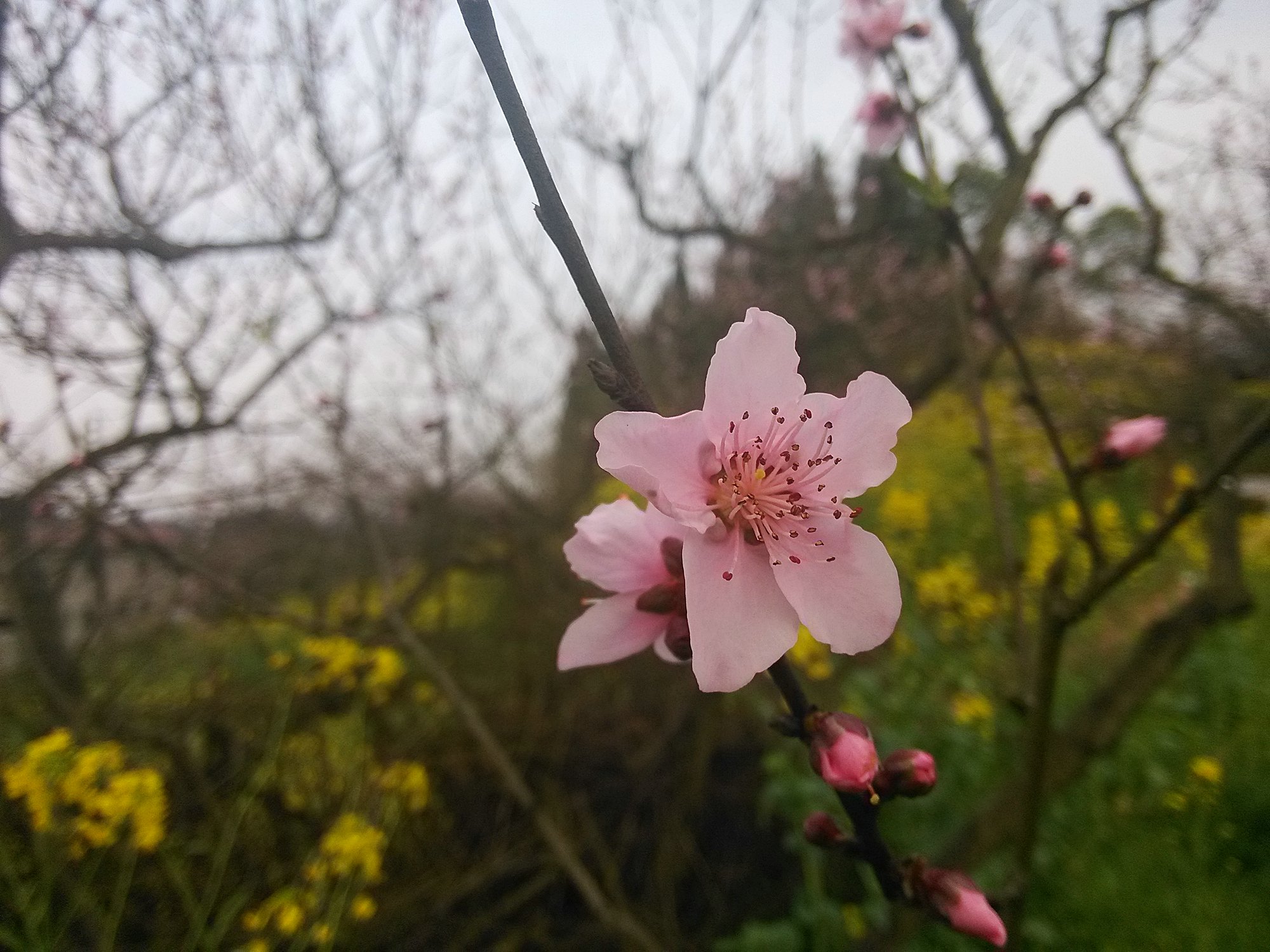 欣赏歌曲:桃花诺 邓紫棋【视频自己拍摄编辑制