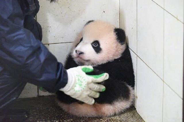 熊猫宝宝惹妈妈生气后,被罚蹲角落,看到它的表情,我被萌化了!