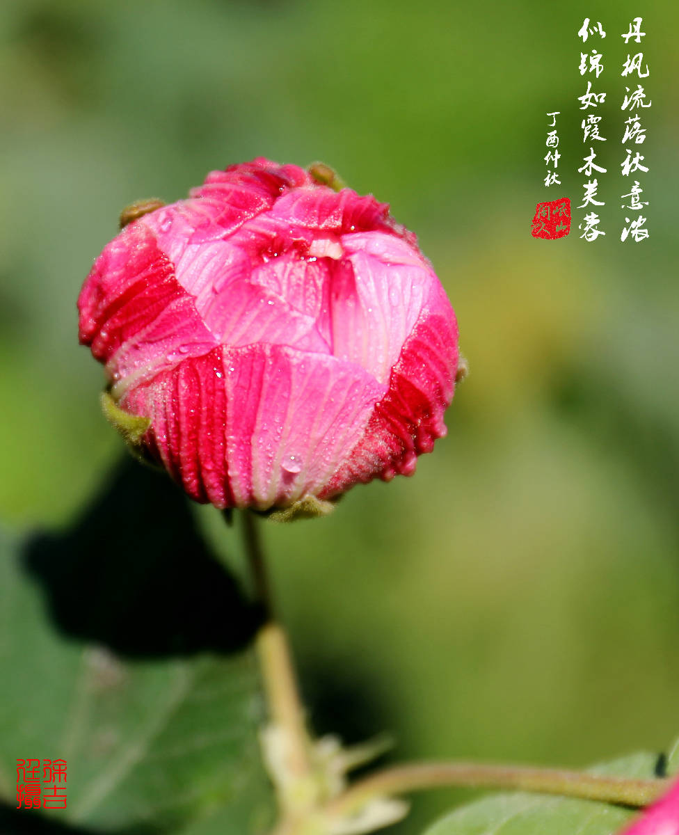 丹枫流落秋意浓，似锦如霞木芙