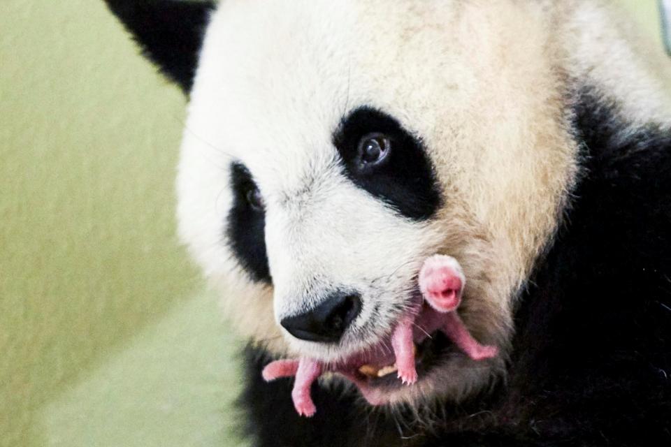 张大嘴的熊猫图片