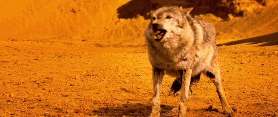 image006.gif