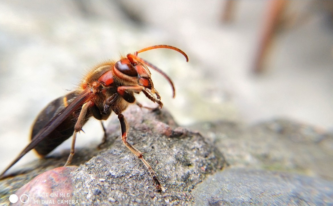 马蜂觅食