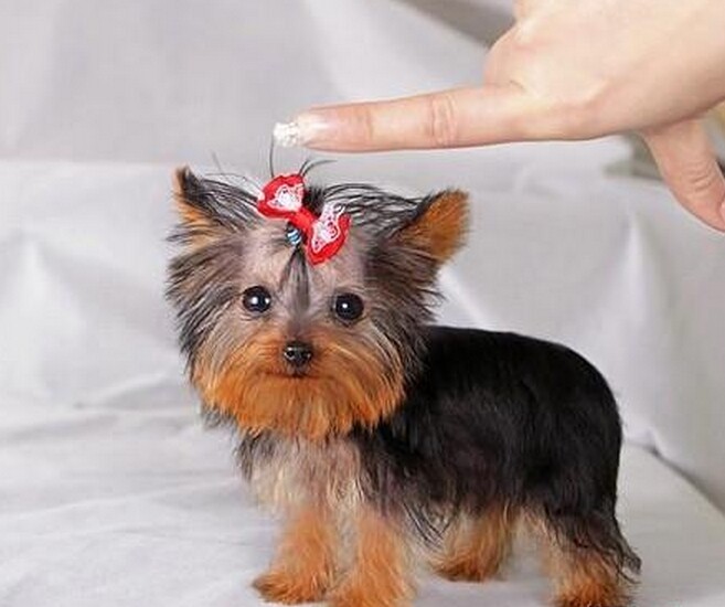 超小约克夏可签协议保纯保健康完美贴心售后