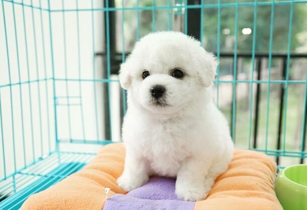 纯种 比熊幼犬 赛级品质包纯种包健康