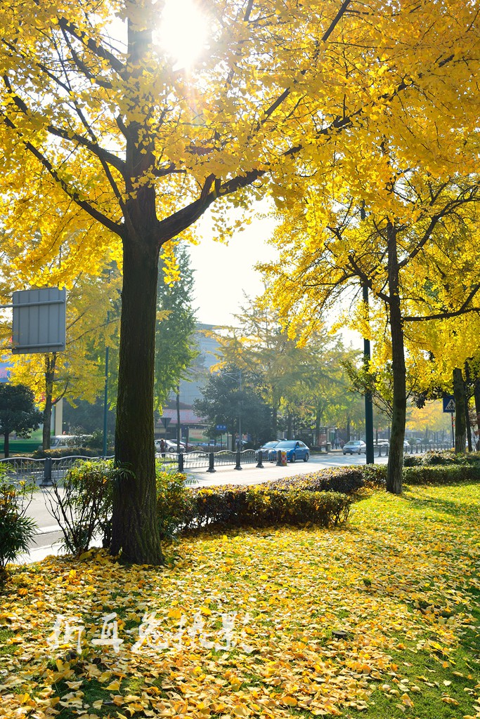 2017都江堰最美银杏街景