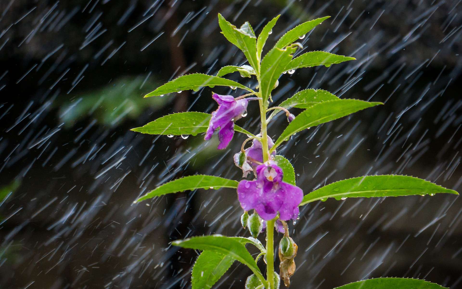 关于雨的图片唯美图片