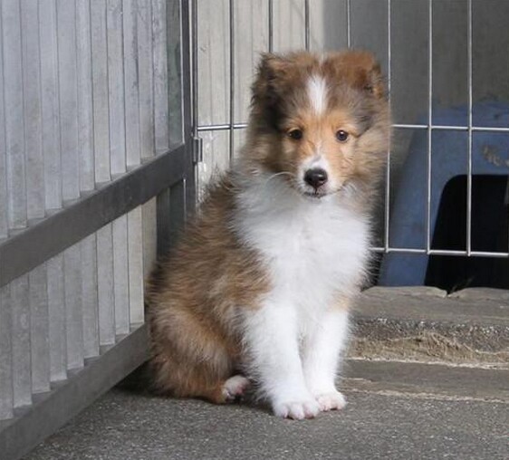 纯种喜乐蒂 可爱活泼小型犬保健康