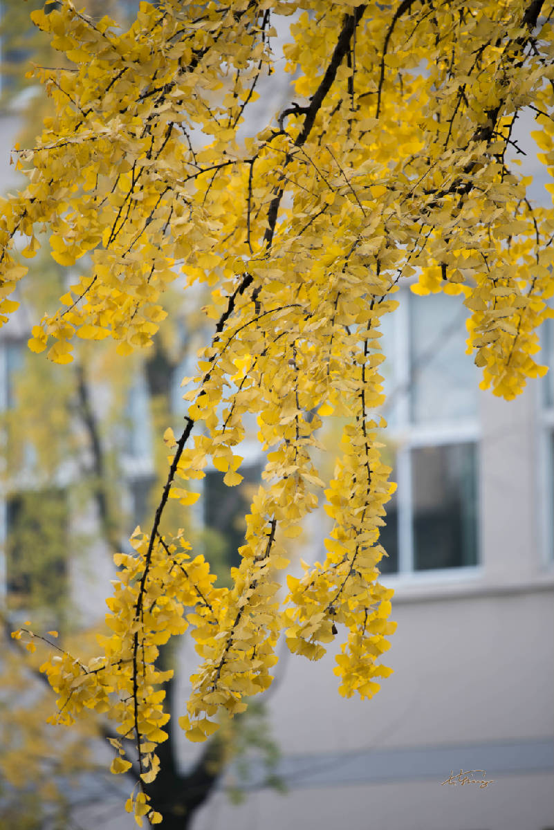 DSC_8127.jpg