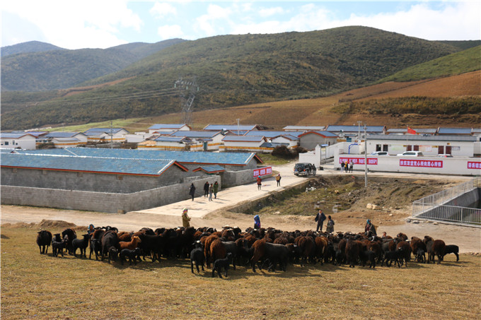 四川金堂黑山羊苗基地图片