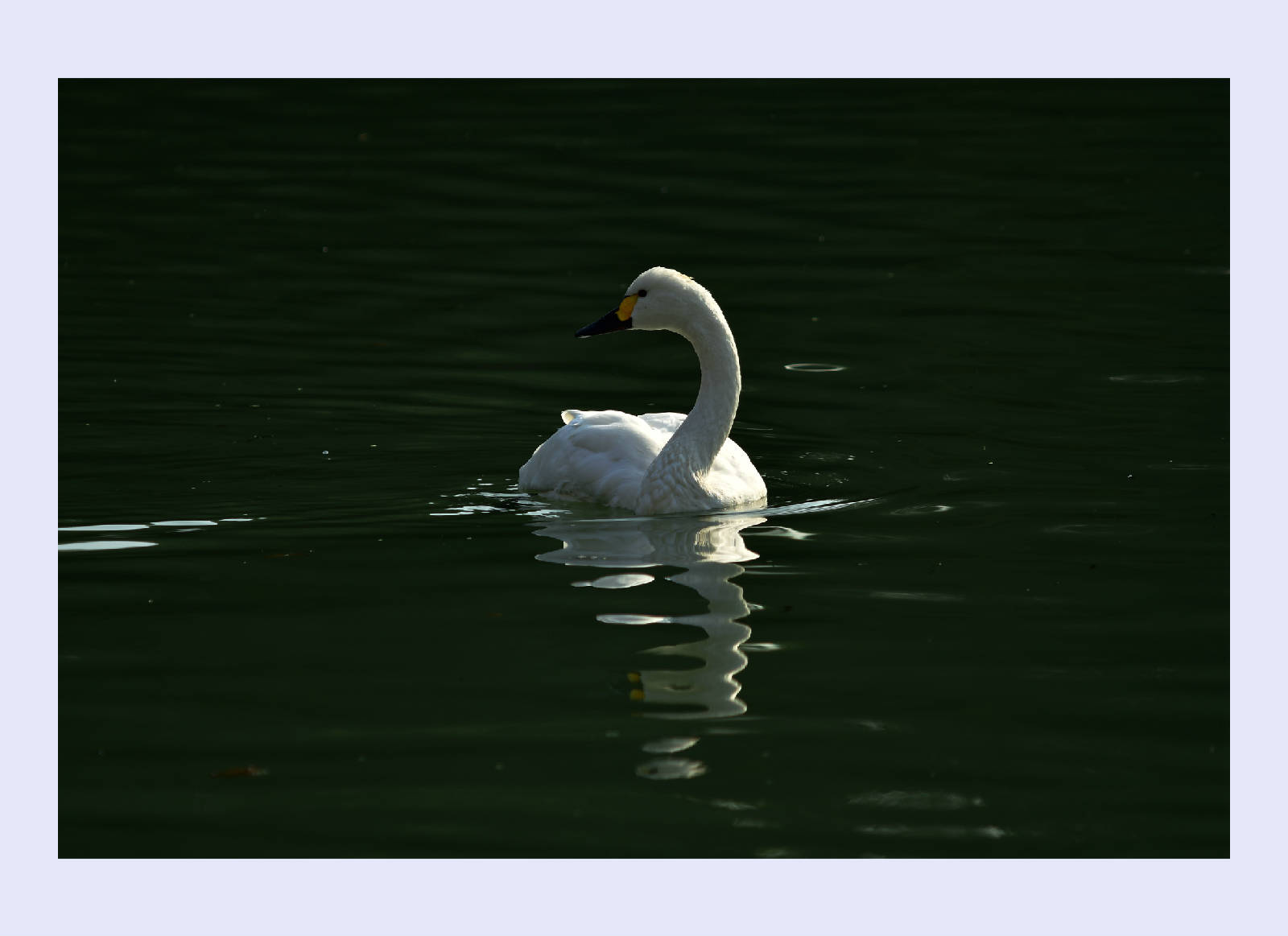 DSC_8526.JPG