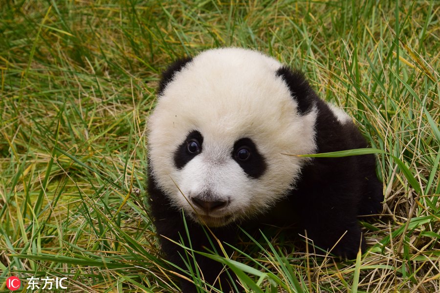 中国大熊猫保护研究中心,看上去仿佛没耳朵的小熊猫,面对镜头害羞卖萌