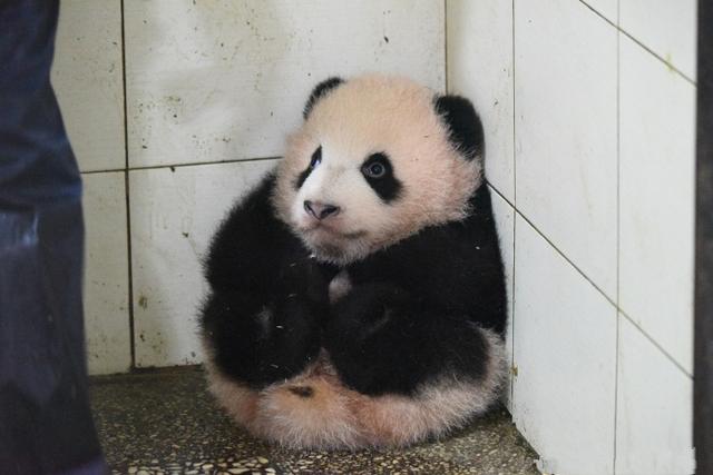 世界上最小的熊猫图片