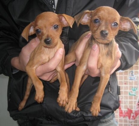 小鹿犬宝宝出售中价格美丽非诚勿扰-成都宠物-麻辣社区