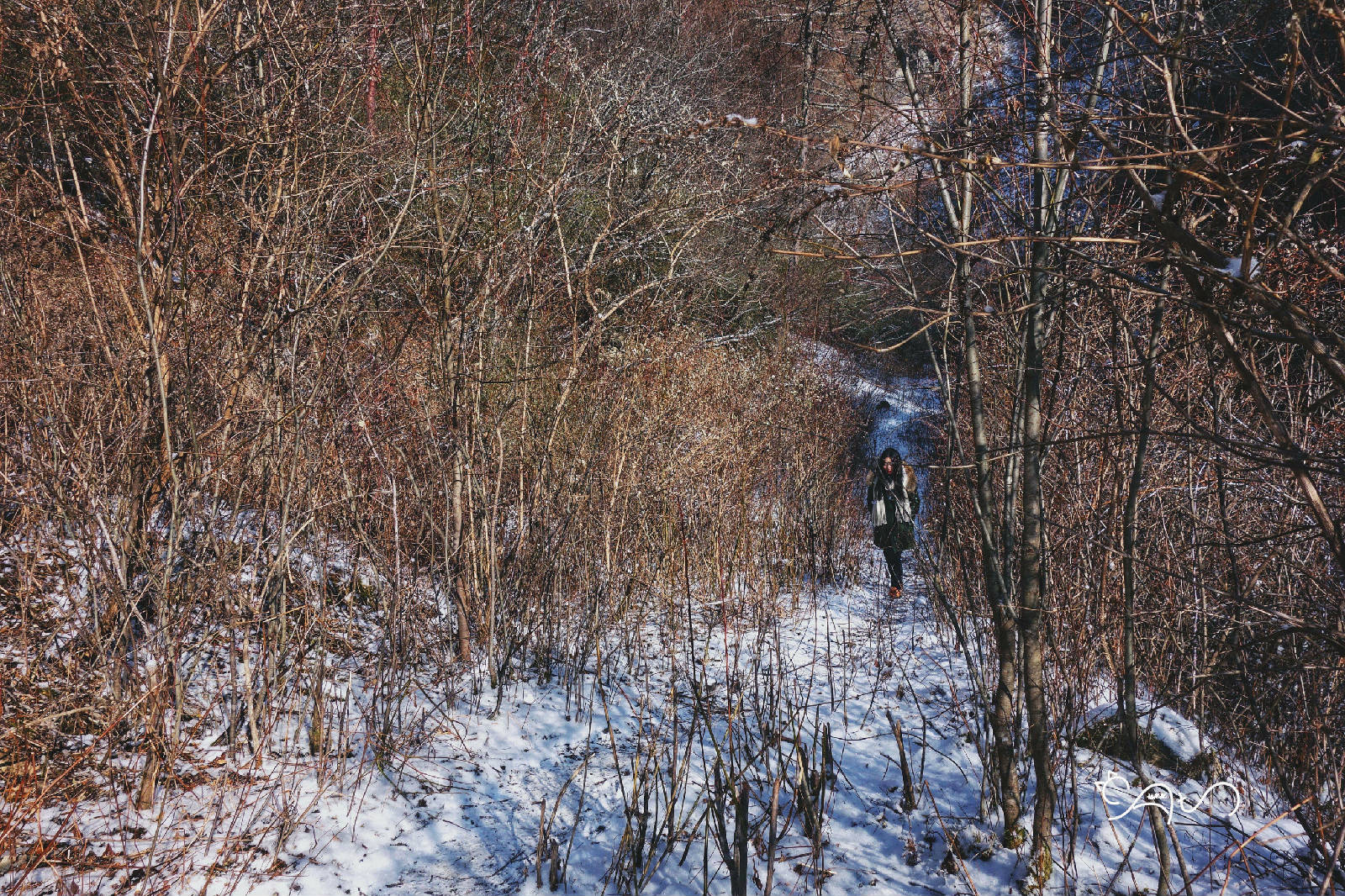 DSC04100-01.jpg