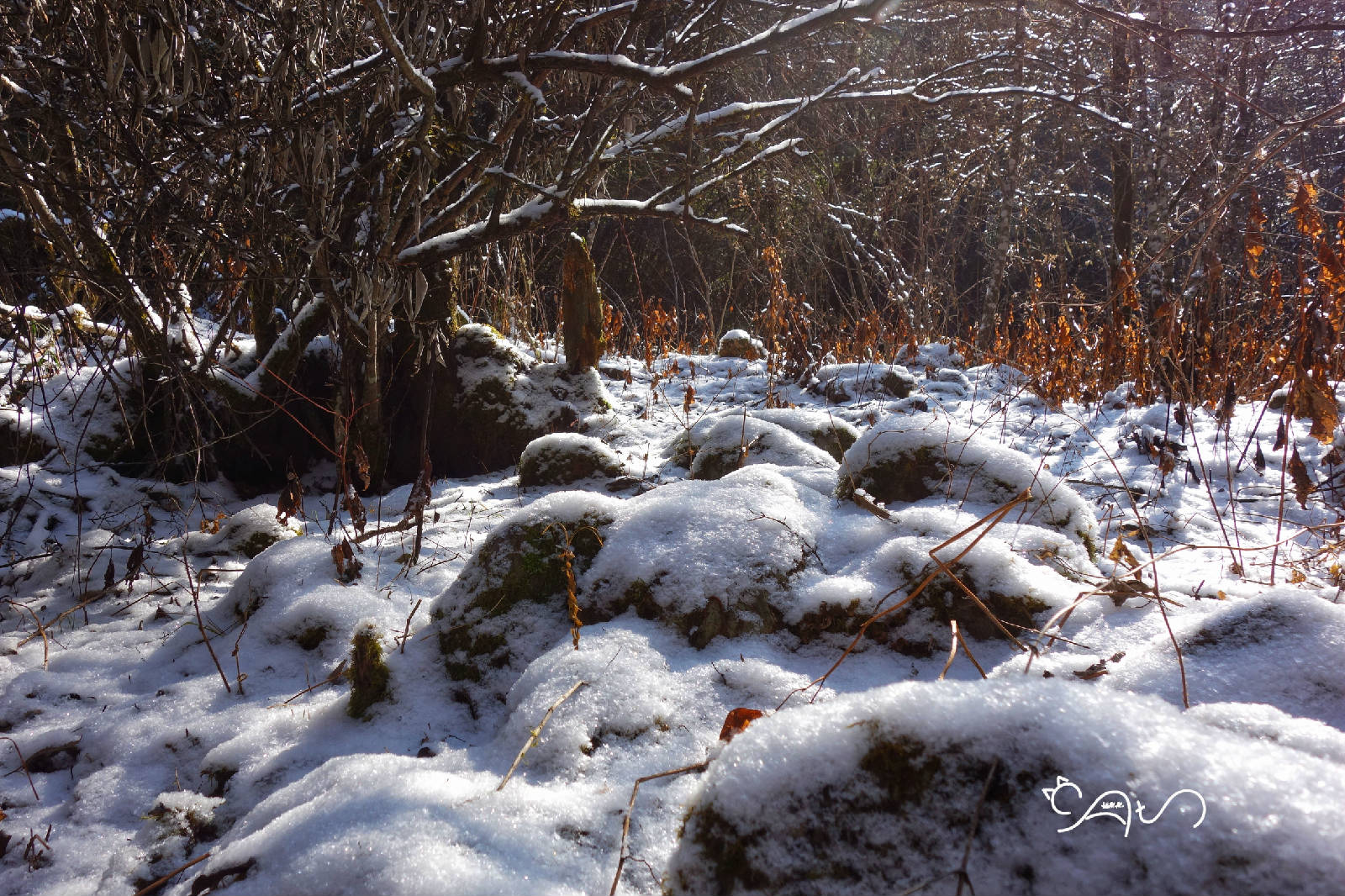 DSC04174-01.jpg