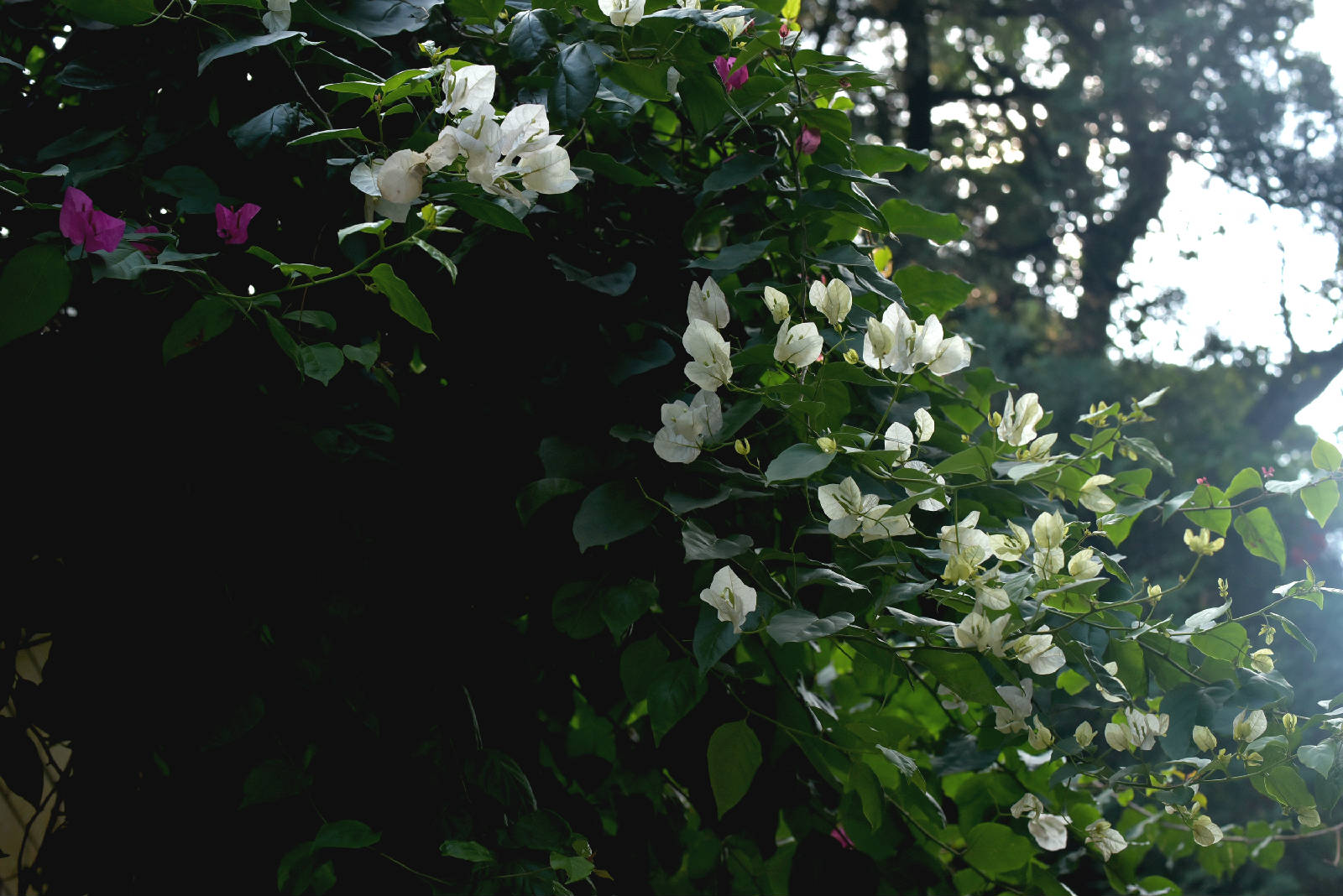 DSC_9366.JPG