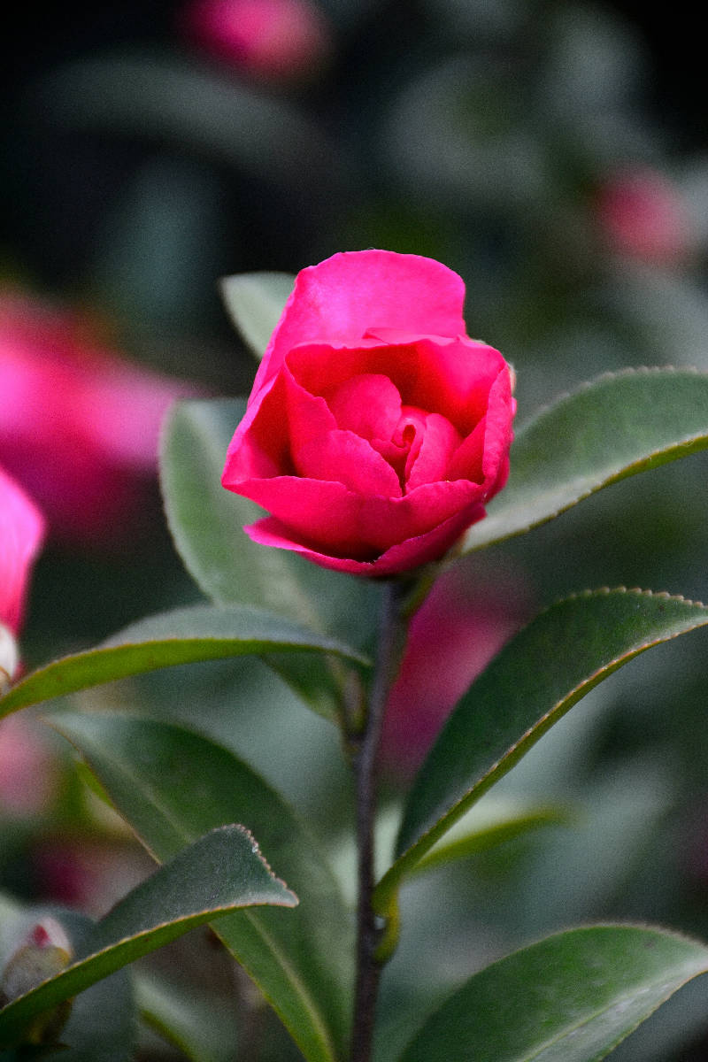 DSC_5049.JPG