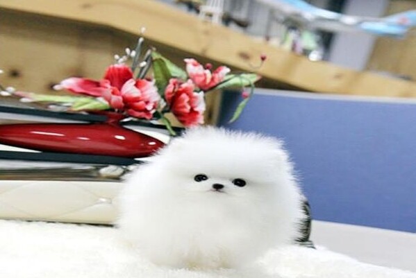 纯种茶杯博美 球体博美 成年两斤多 肩高15cm