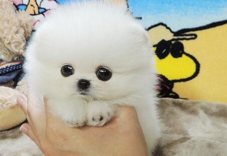 纯种茶杯博美 球体博美 成年两斤多 肩高15cm