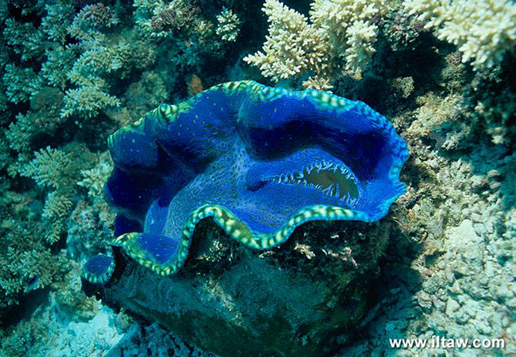 Southern giant clam.jpg