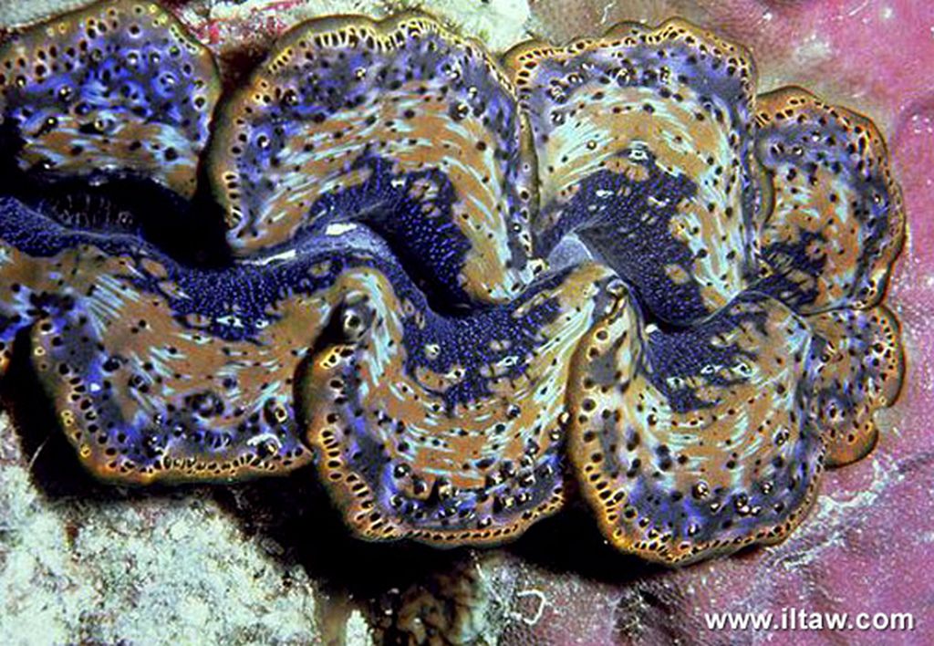 Small giant clam.jpg