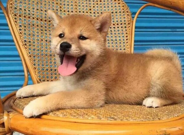 双血统顶尖赛级柴犬幼犬 质保低价出售 自家繁殖