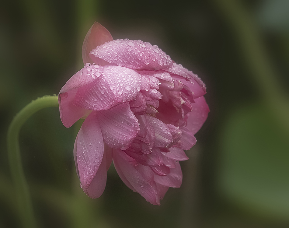 DSC_8458.jpg