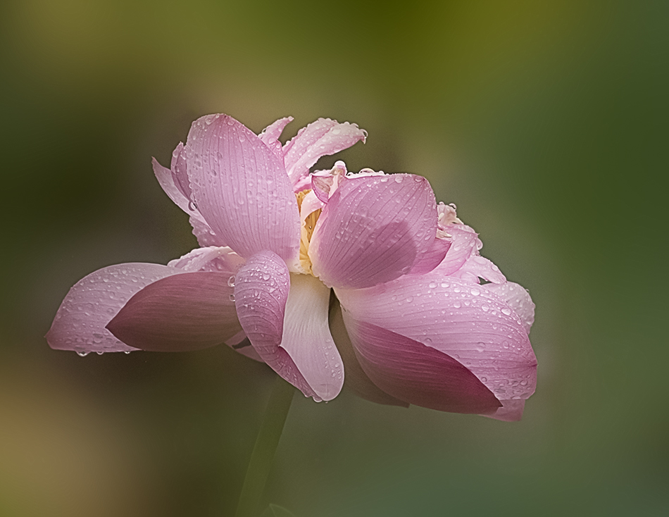 DSC_8462.jpg