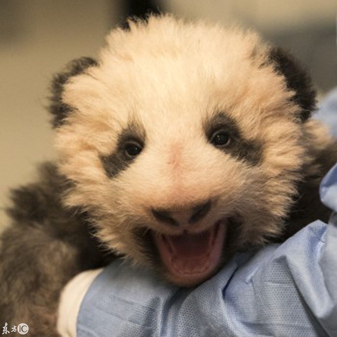 在法国出生的熊猫宝宝圆梦公布成长各阶段萌照