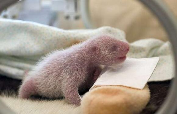 熊猫小时候被嫌丑 屌丝逆袭变成高富帅