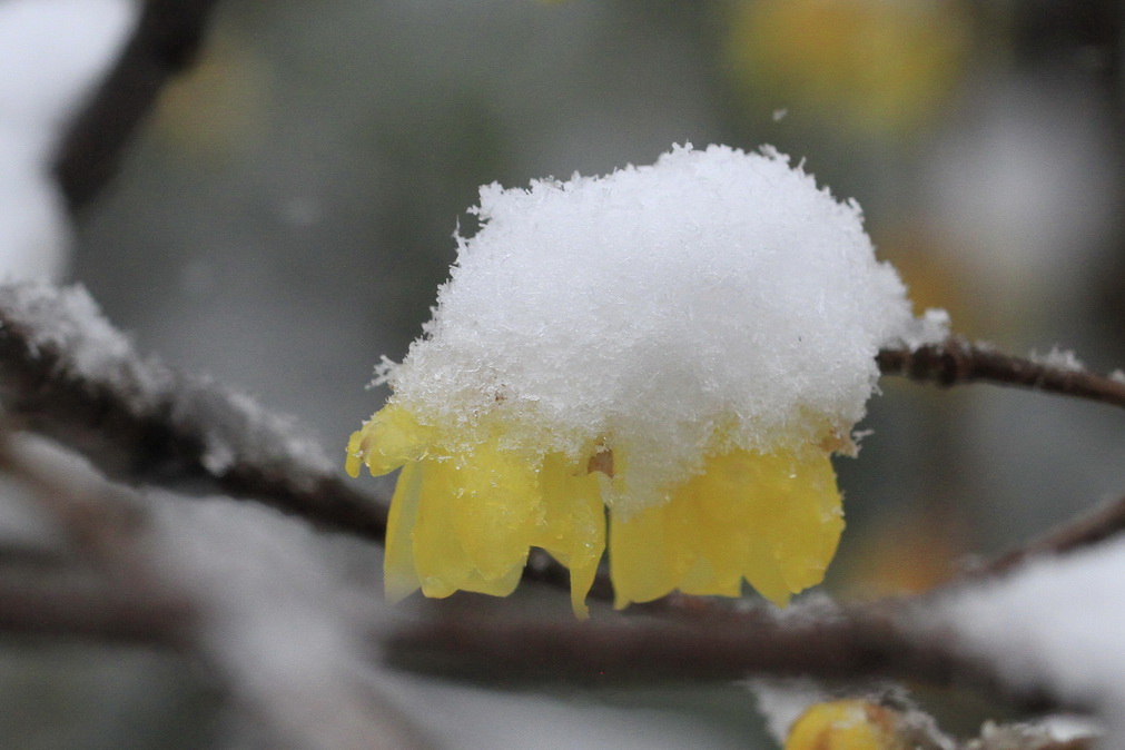 腊梅白雪相辉映