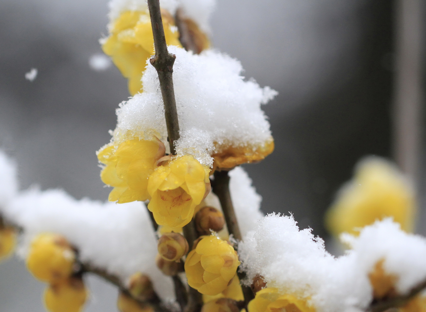 寒梅白雪相辉